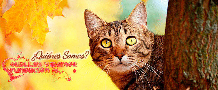 quienes somos