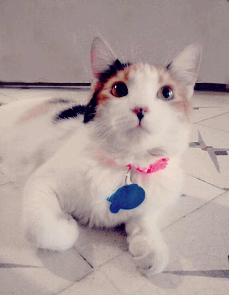 mitsy channel