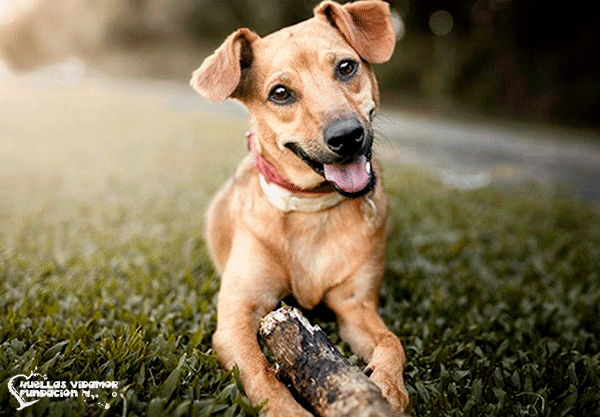 Perros en adopción