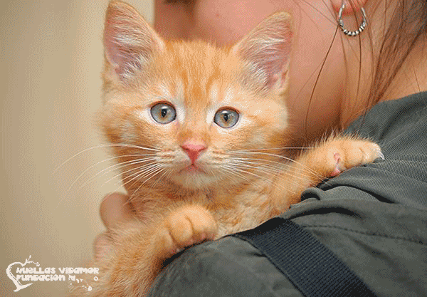 gatos adoptados
