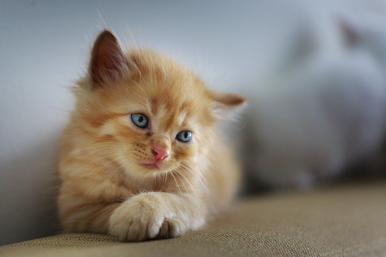 Gato Cachorro