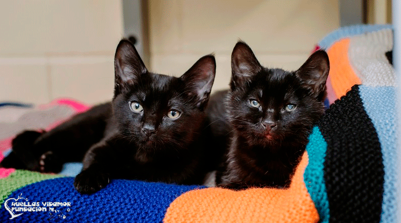 gatos