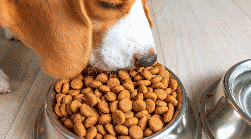 comidaperros comida para perros y gatos
