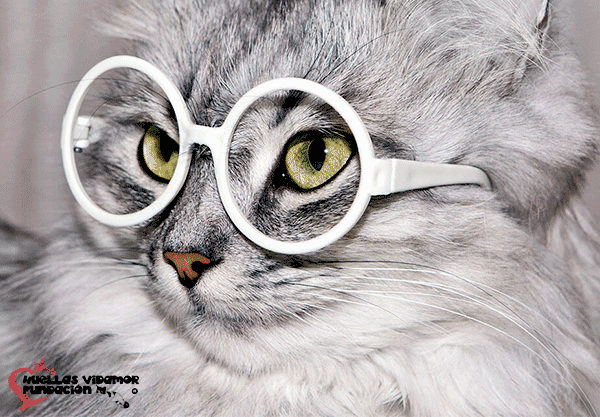 como adoptar un gato