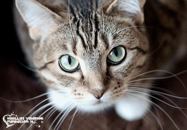 gatos en adopción