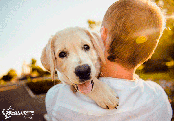Perros adoptados