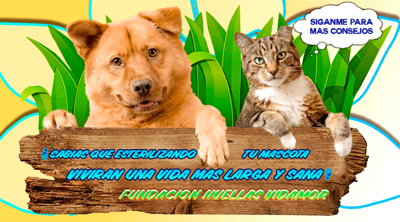 La importancia de la esterilización y castración
