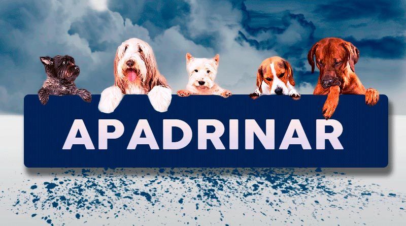 apadrinar