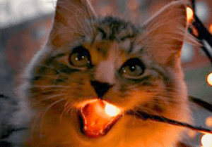 gato cable