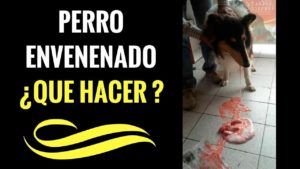 perro envenenado