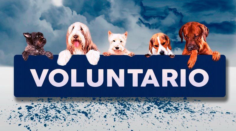 Voluntario