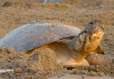 tortuga en extinción