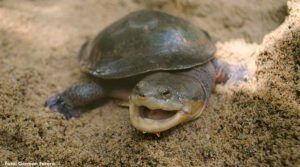 tortugas tortuga en extinción2
