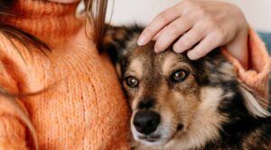 ¿El perro es el mejor amigo de la mujer? 