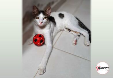 copito
