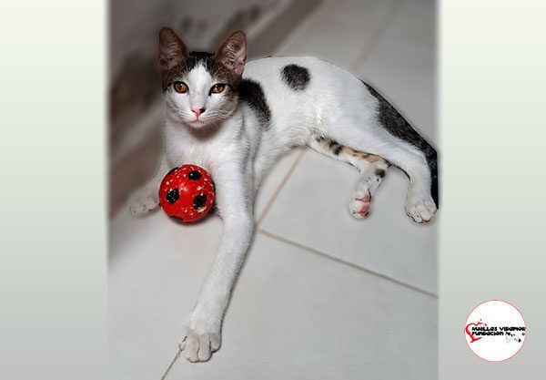 copito
