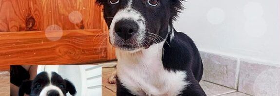 moly