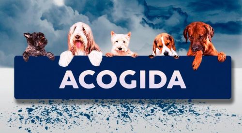 Acogida