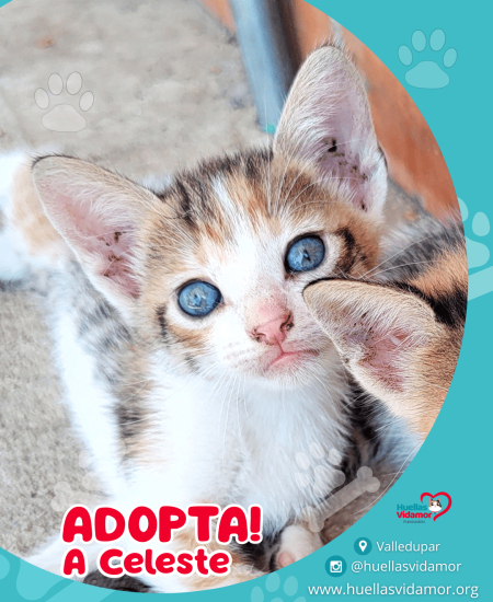 Post Instagram Adopción de animales Orgánico Turquesa Naranja_20250713_104857_0000