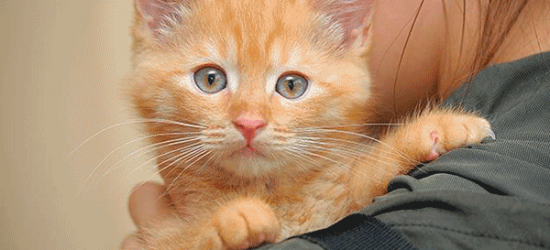 gatos adoptados