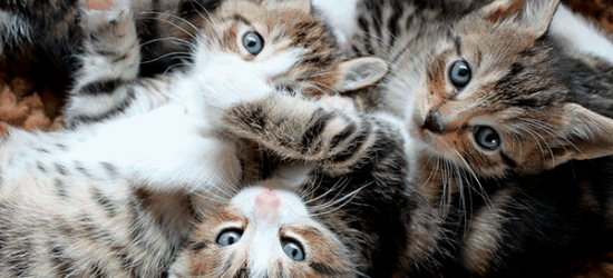 gato cachorros