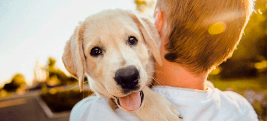 Perros adoptados