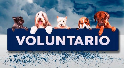 Voluntario